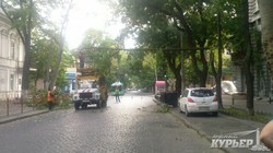В центре Одессы упавшее дерево остановило движение троллейбусов (ФОТО)