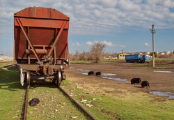 Погрузка зерновозов на станции Березино и свиньи