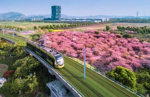 Фото дня: трамвай и цветущие бегонии в Китае
