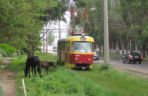 В Украине озеленение трамвайных путей на выделенных полосах может стать обязательной нормой