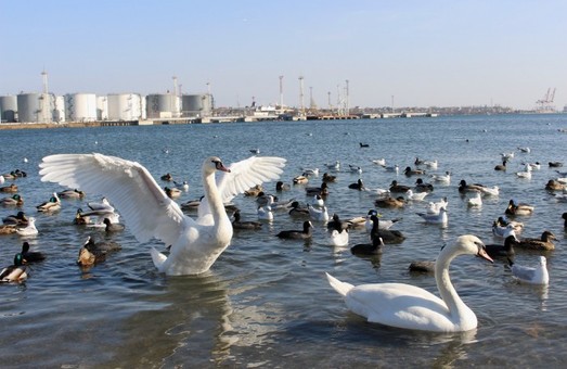 В порту Черноморск под Одессой появится инновационная система мониторинга загрязнения акватории