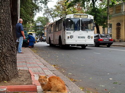 Одесский электротранспорт: коты, голуби и обезьяны (ФОТО)