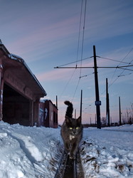 Одесский электротранспорт: коты, голуби и обезьяны (ФОТО)