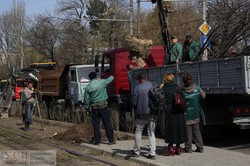 В Одессе на Фонтане появится «зеленый тоннель» вдоль трамвайных путей