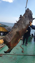 В Одессе расчистили дно на пляже от остатков затонувшего танкера