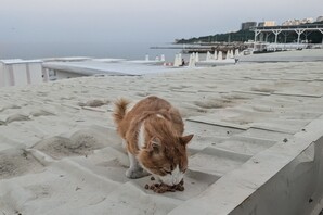 Как подобрать корм Club 4 Paws для кота